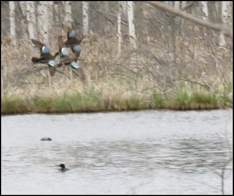 3 blue winged teal fly over loons on lake.JPG