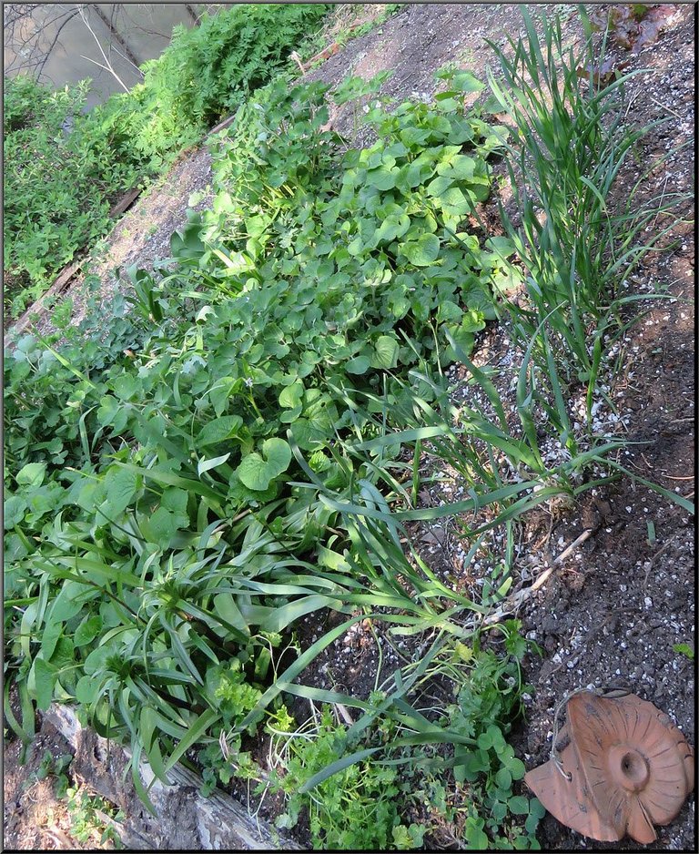 greens bed showing garlic chives flowers sweet ciciley and haskaps.JPG