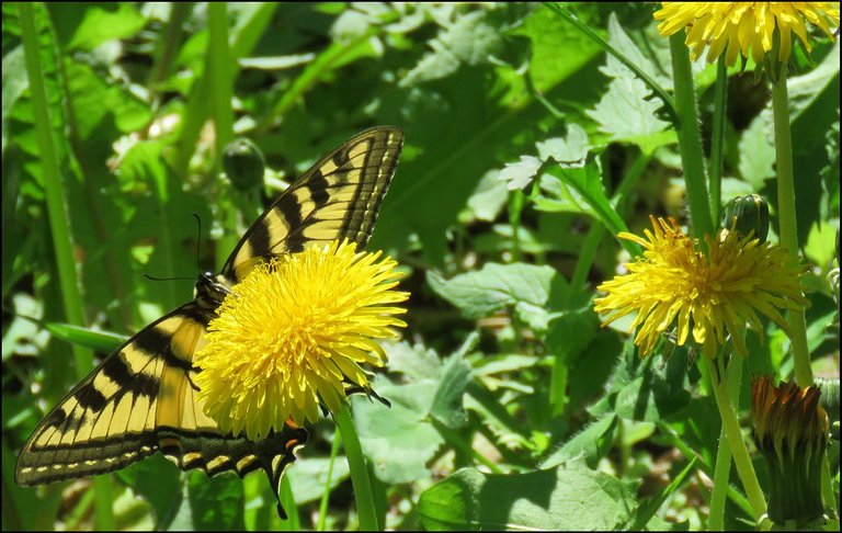 undersideswallowtail butterfly on dandelion.JPG