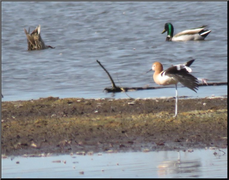 tern stretching wings pair mallards female bottoms up.JPG