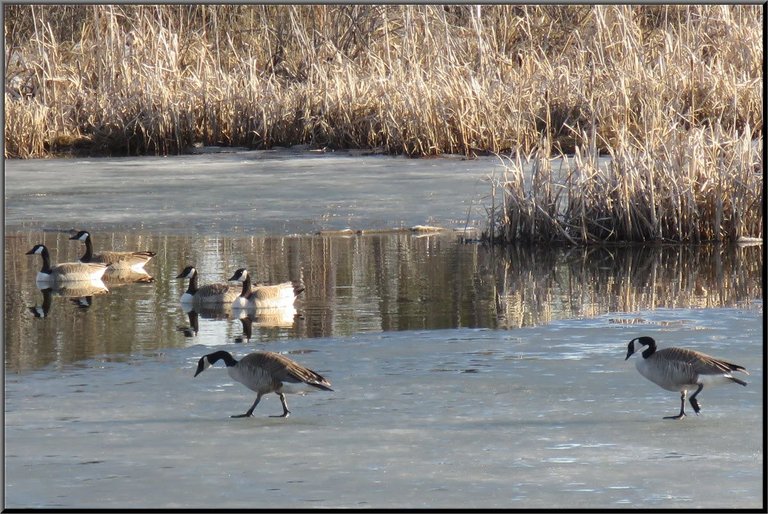 2 pairs of geese on open water 2 geese walking on ice towards them.JPG