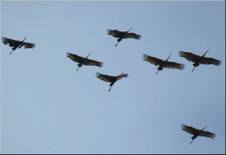close up 7 sandhill cranes in flight.JPG