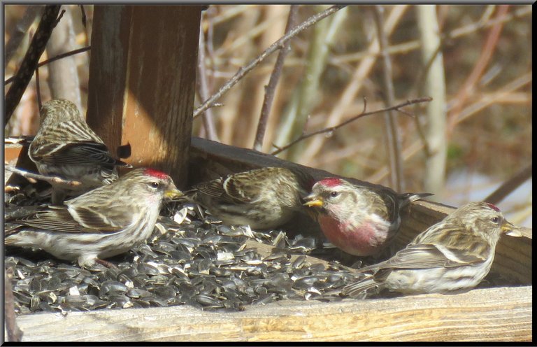 close up redpolls on feeder.JPG