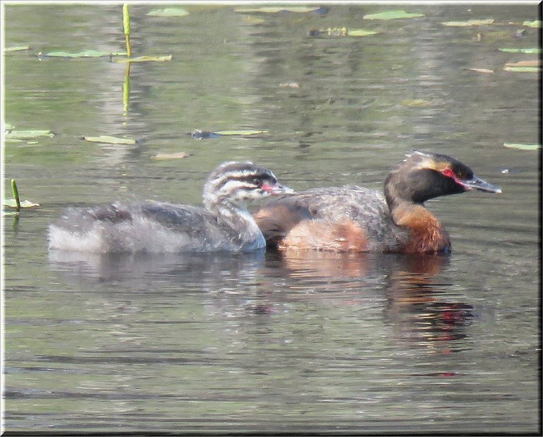 close up grebe and chick swimming.JPG