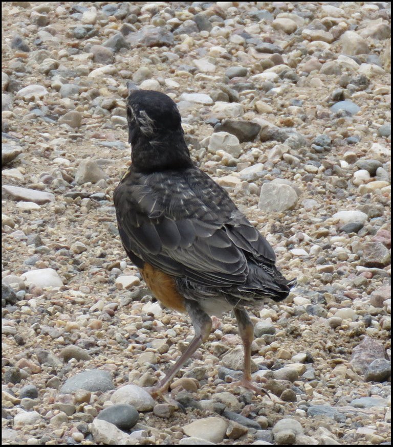 young fledgling robin on gravel.JPG