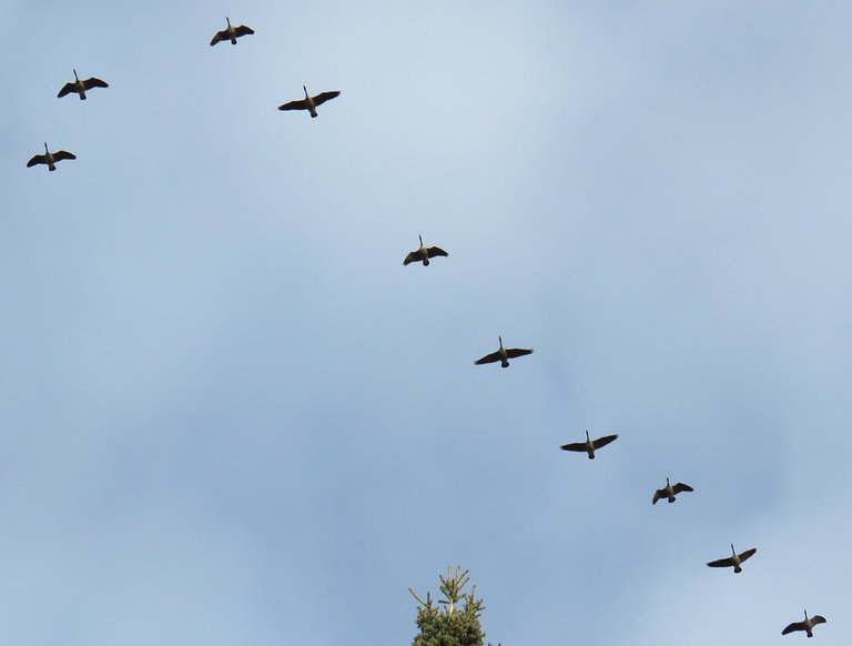 close up flock of geese coming over spruce tree top.JPG