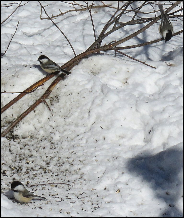 3 chickadees under feeder.JPG