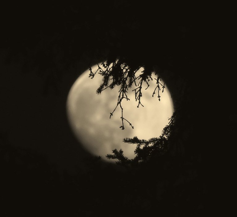 patterns of spruce branch in front of orange full moon.JPG