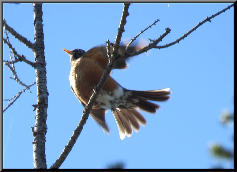 close up robin on branch wings and tail spread.JPG