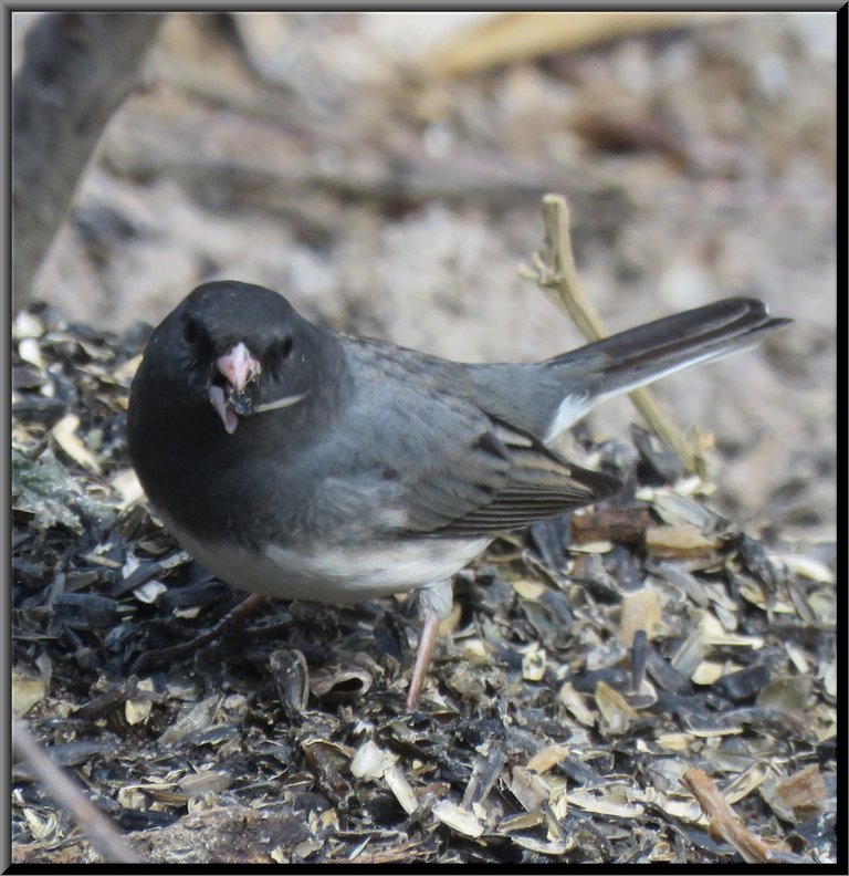 close up junco with seed in beak.JPG