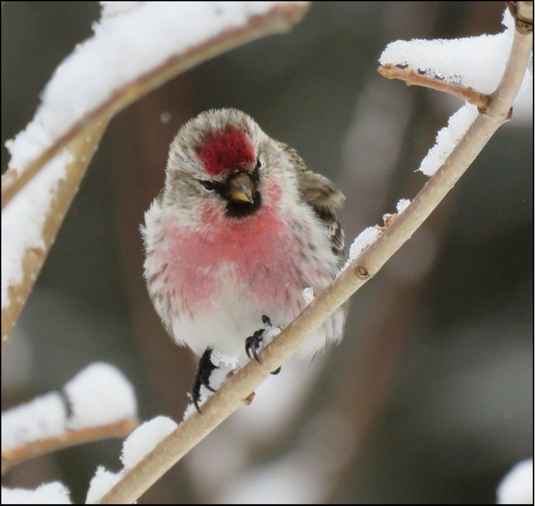 close up redpoll on snow covered branch.JPG