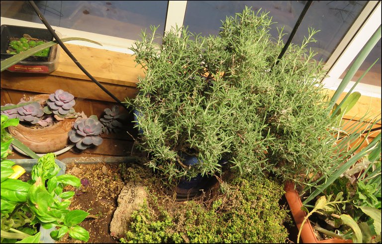 rosemary thyme and succulents indoors.JPG