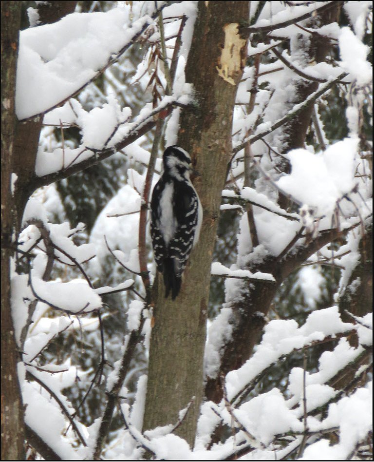 woodpecker on treetrunk surrounded by snowy branches.JPG