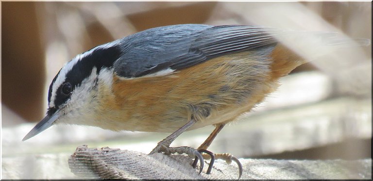 close up nuthatch on top arch.JPG