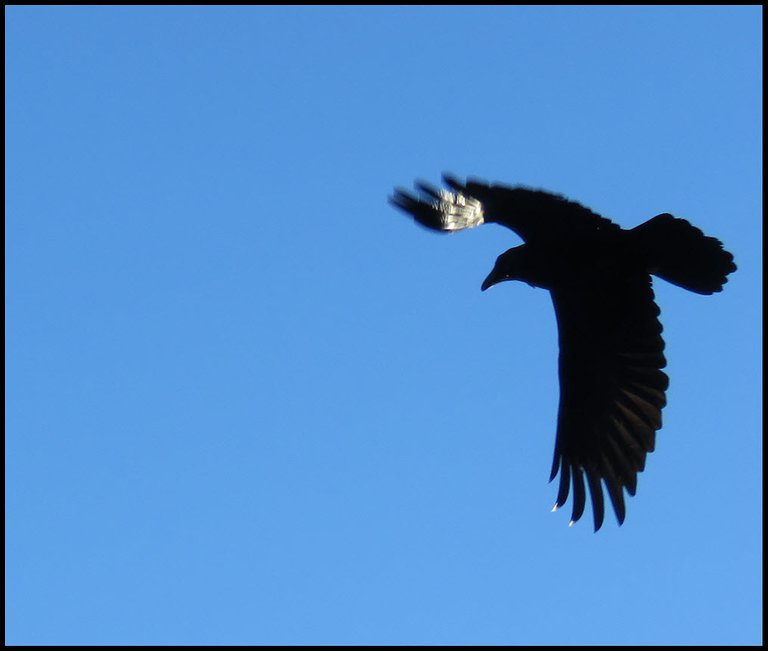 close up raven in flight.JPG