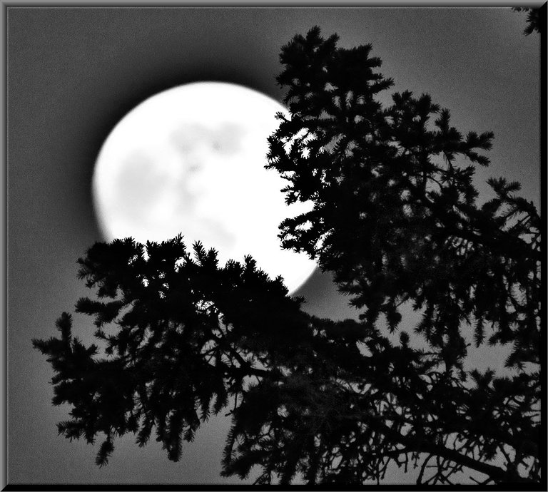 full moon held by spruce branch.JPG