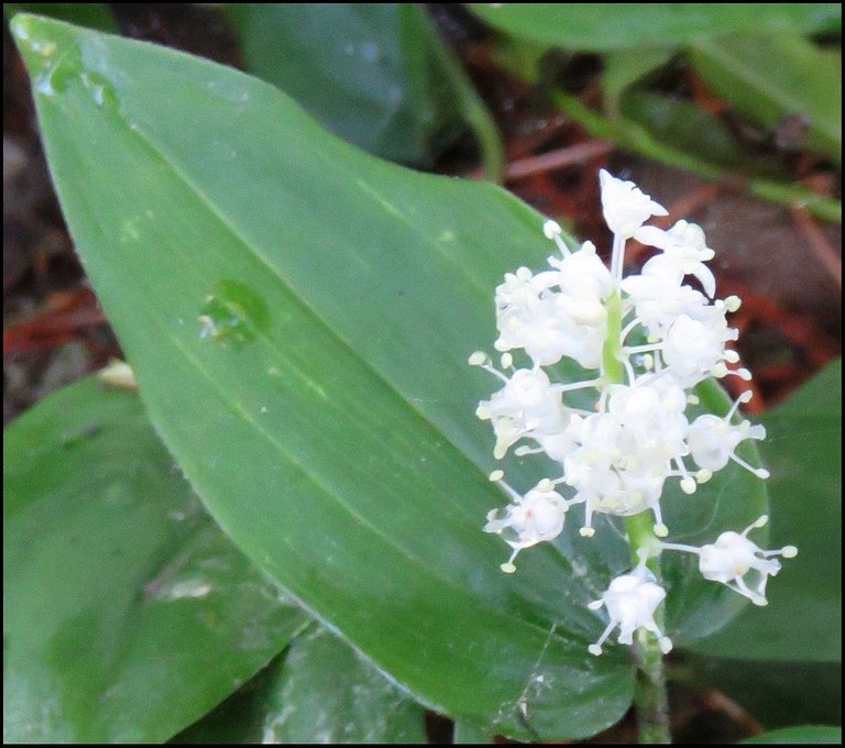 close up false solomon seal bloom.JPG