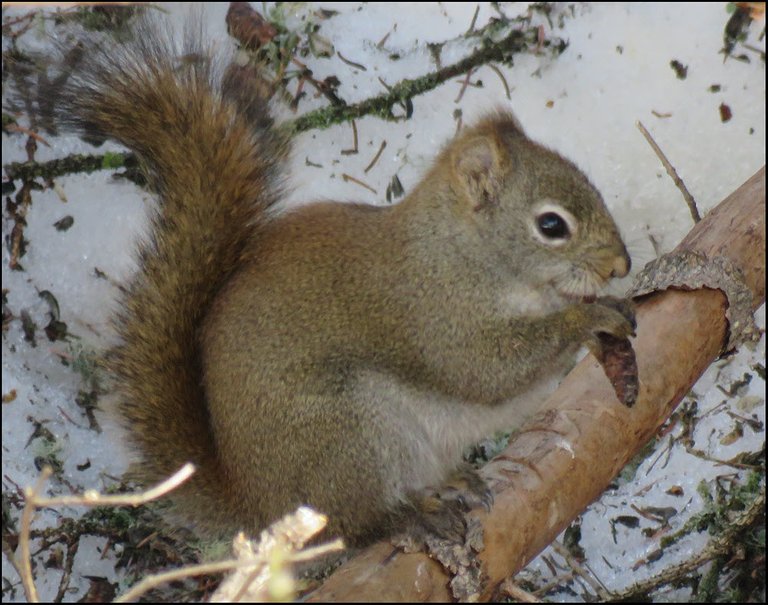 squirrel eating spruce cone.JPG