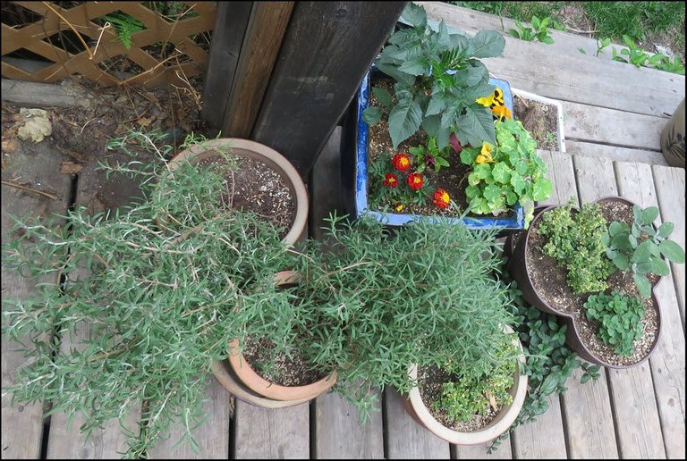 pots of herbs on deck.JPG