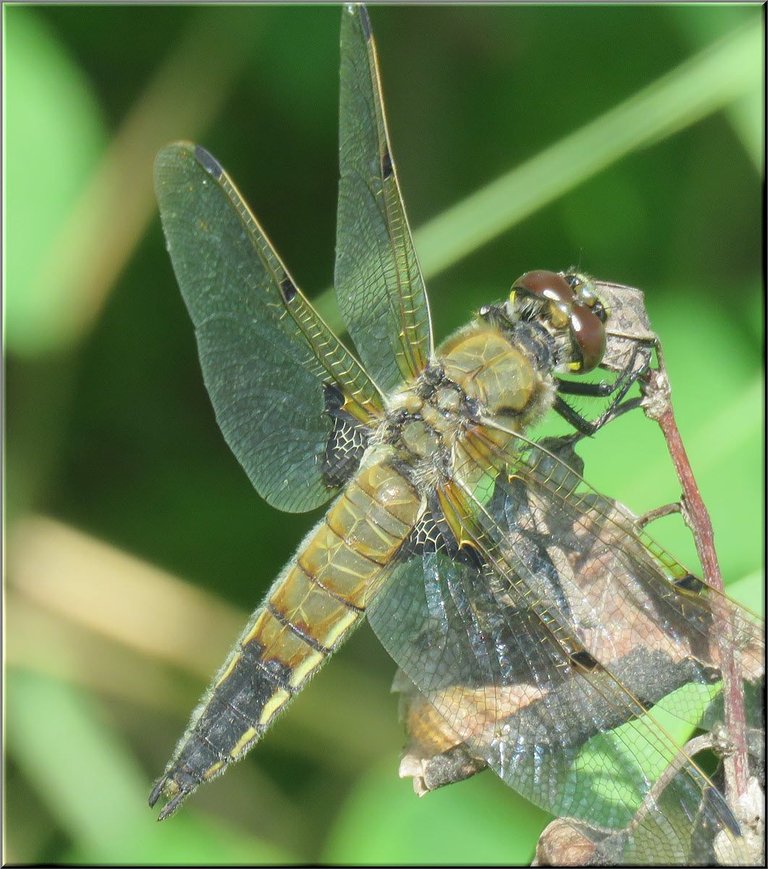 close up light green dragon fly.JPG