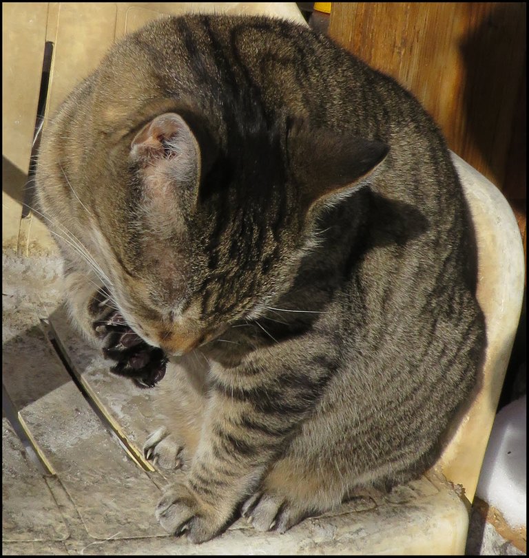 JJ cleaning toes on chair.JPG