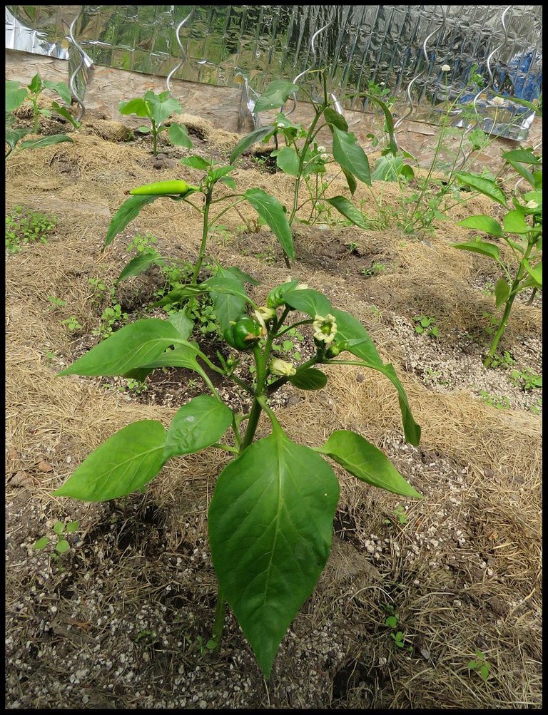 close up pepper plant with peppers forming other peppers and cucs.JPG