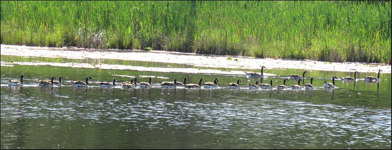 18 mature goslings lined up behind older geese.JPG
