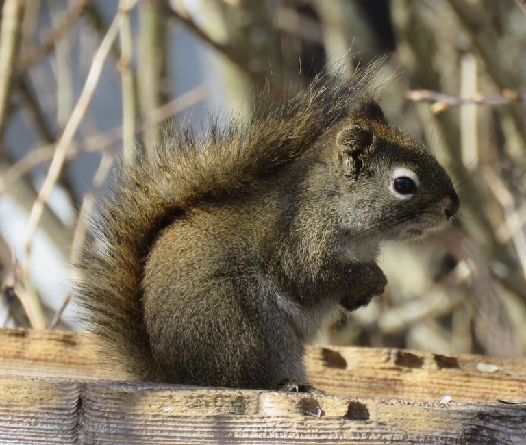 close up cute squirrel sitting up on feeder.JPG