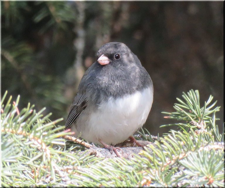 close up junco in spruce tree.JPG