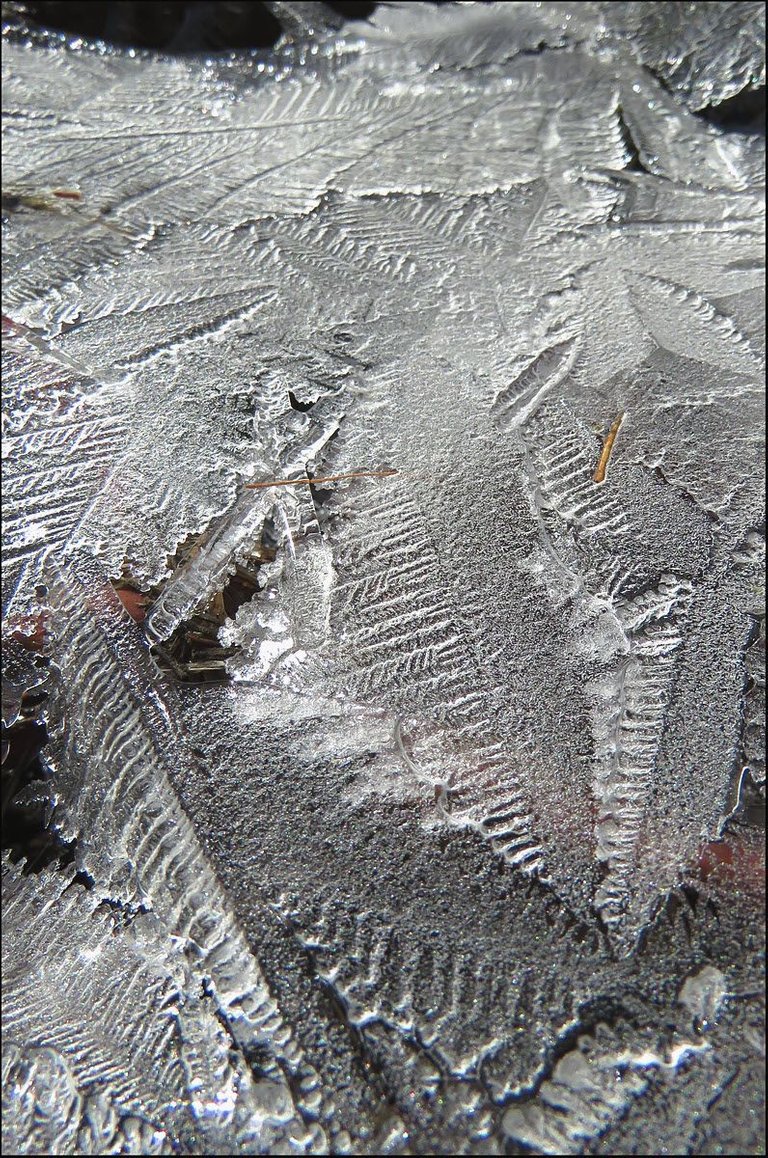 interesting leaf like patterns laying upon each other in ice.JPG