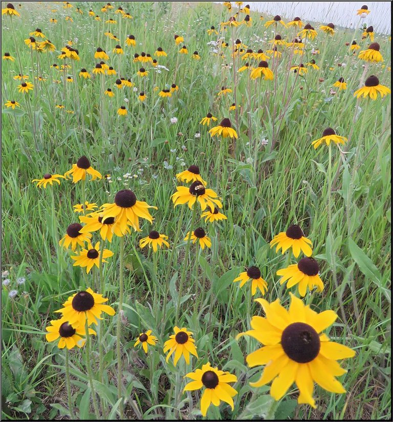 close up brown eyed susan with a field of them behind.JPG