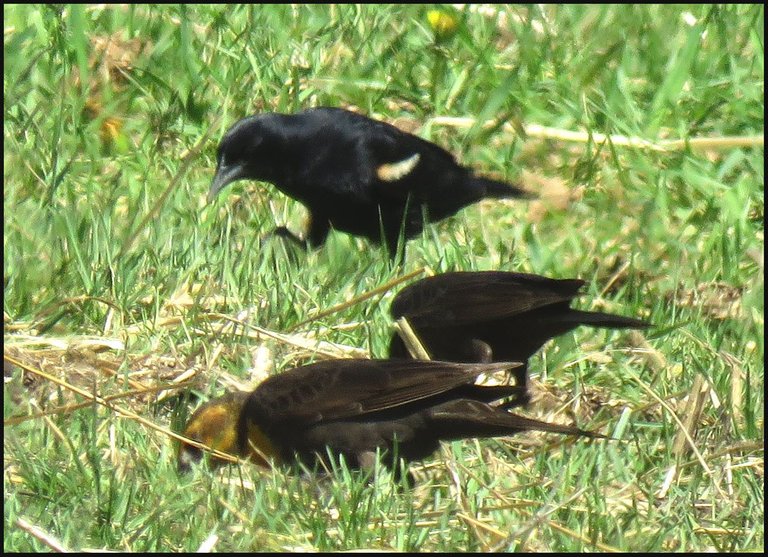 3 blackbirds red winged black bird  walking.JPG