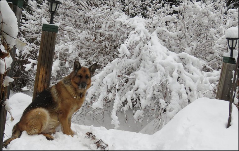 Bruno sitting on snowy deck.JPG