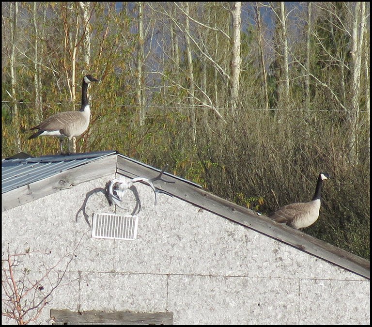 pair of Canada geese on shed roof.JPG