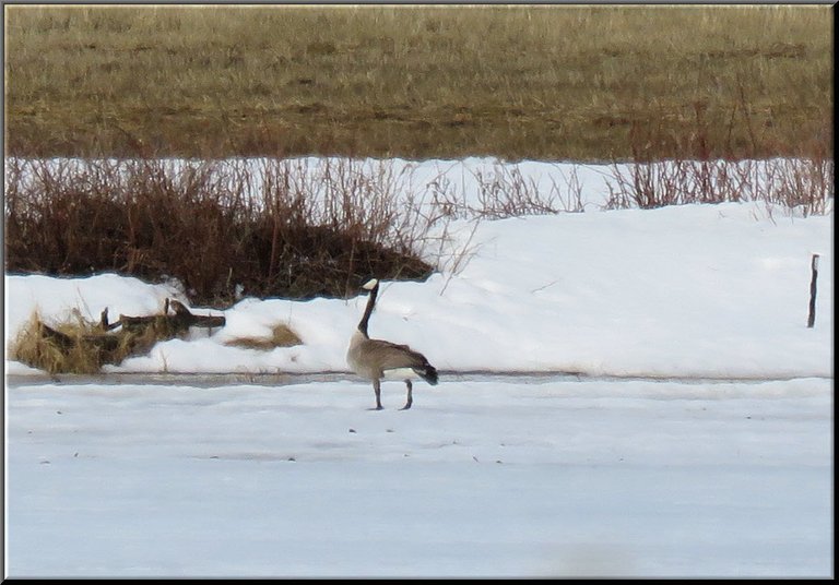 goose waling on ice towads shore.JPG