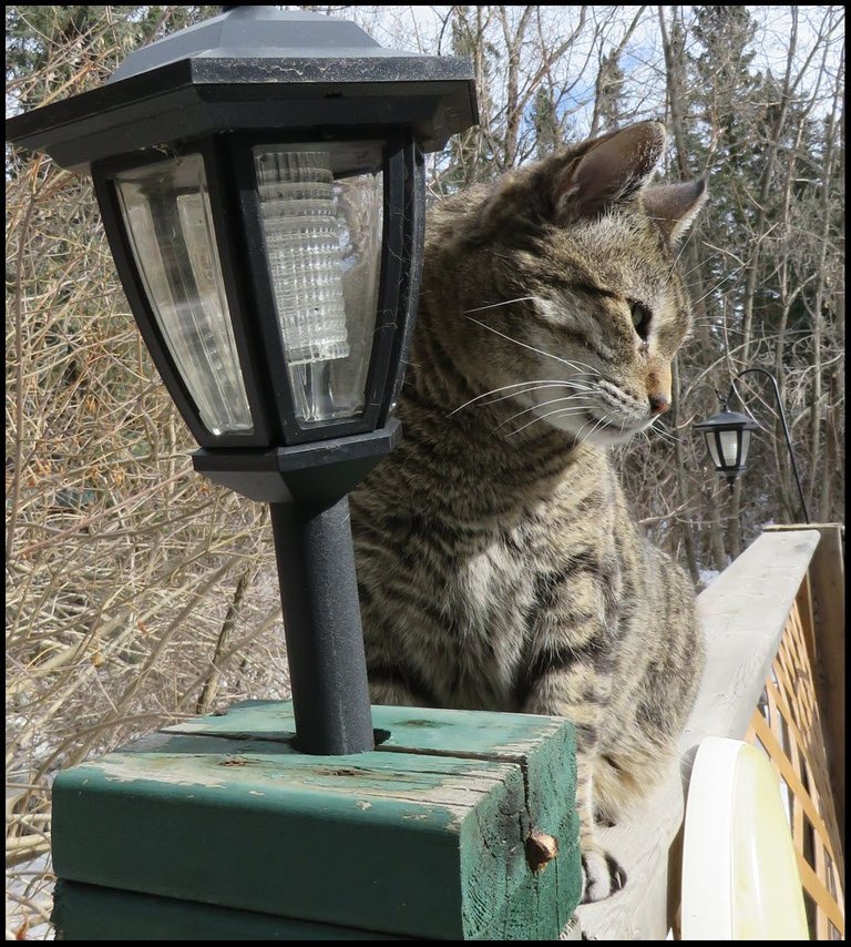 JJ on fence by lamp.JPG