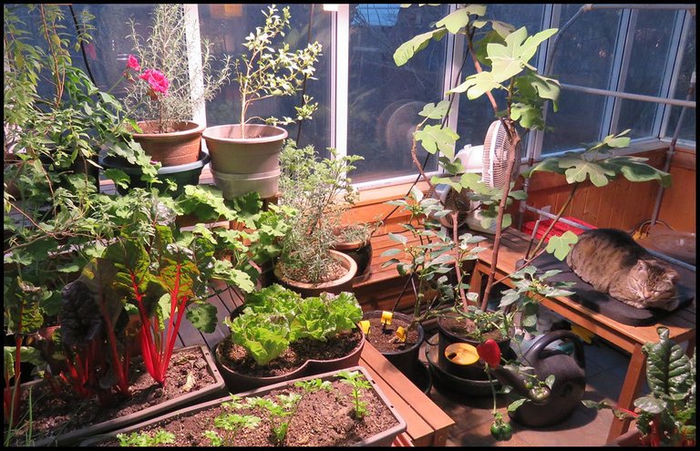 JJ in indoor garden with celery lettuce peppers rhubarb chard herbs and fig.JPG