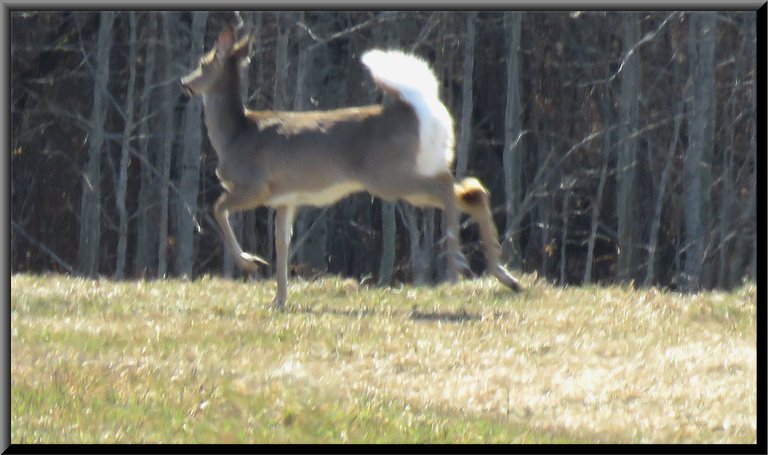 white tail deer tail up running.JPG