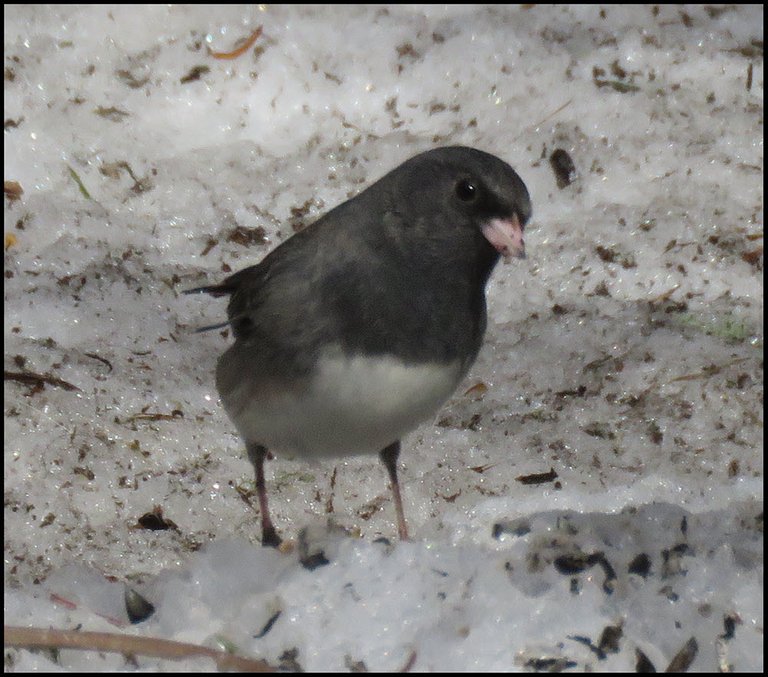 close up junco on snow looking for seeds.JPG