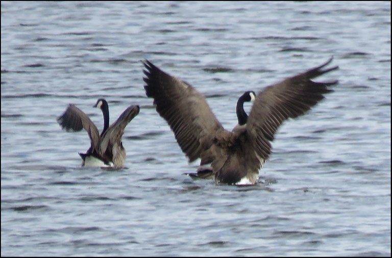 2 Canada geese wings wide spread.JPG