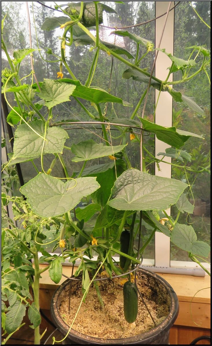 potted cucumber plant with cucumbers.JPG