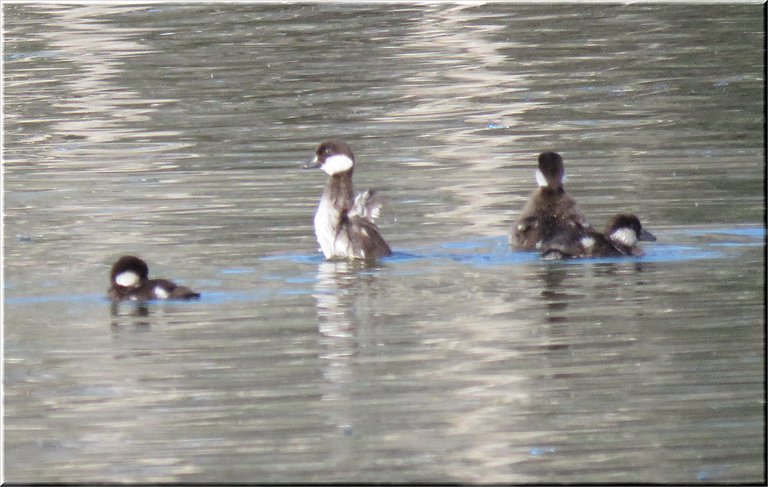 4 ducklings 1 stretching wings.JPG