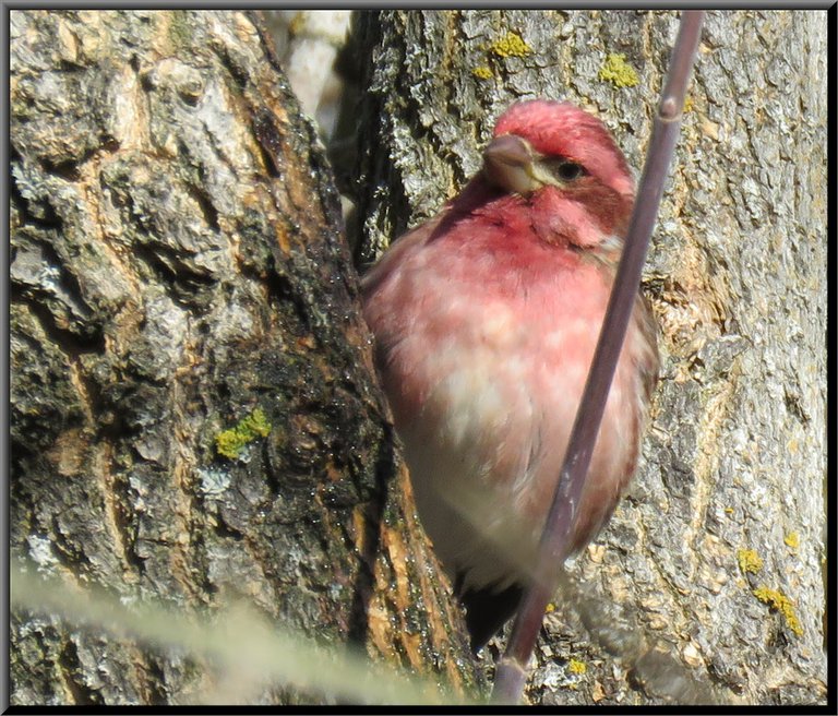 close up purple finch on  side of tree trunk.JPG