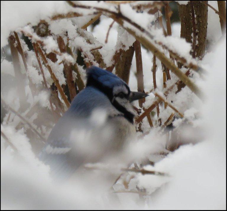 bluejay surrounded by snowy branches.JPG