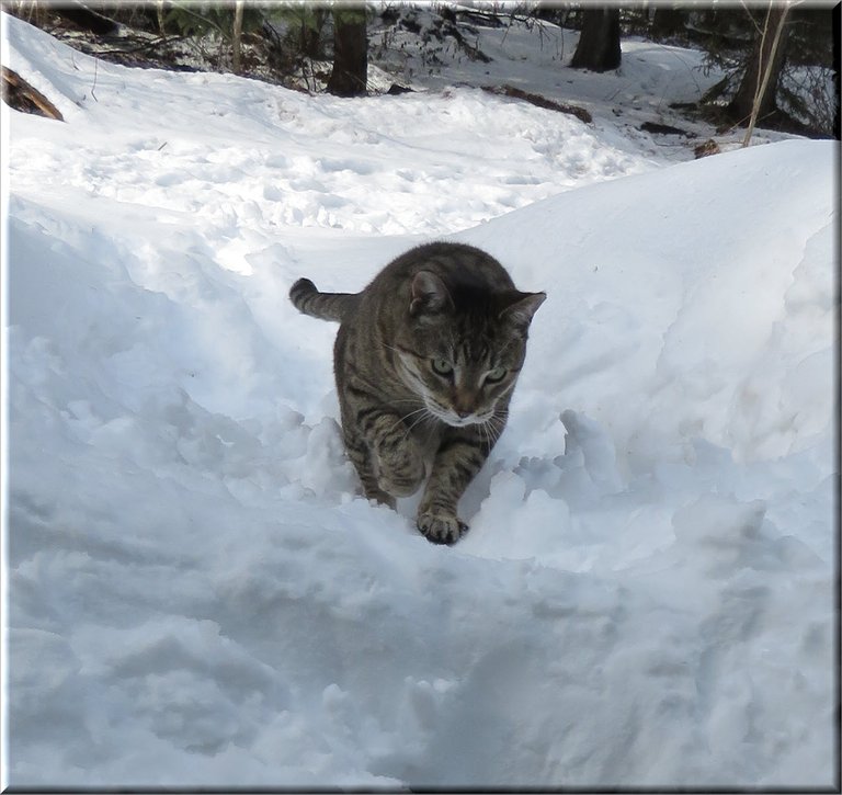 JJ walking up snow bank.JPG