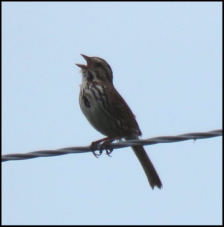 close up song sparrow on wire singing.JPG