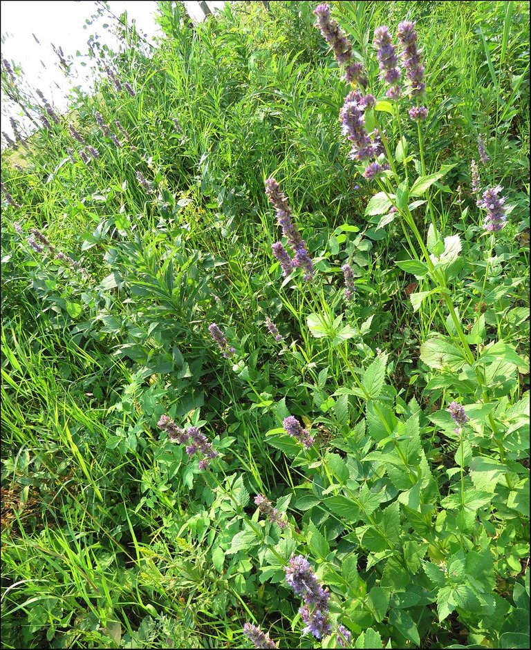 patch of hyssop in bloom.JPG