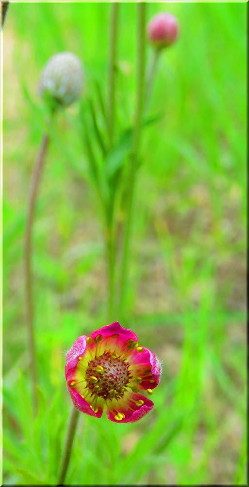 close up small flowering anemone with bud and seed head in background.JPG