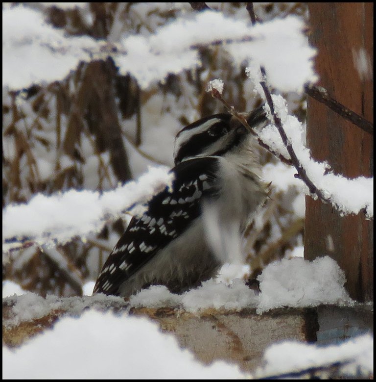 woodpecker on feeder surrounded by snowy branches.JPG
