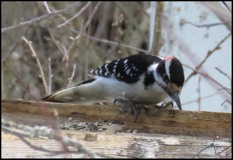 close up woodpecker on feeder.JPG